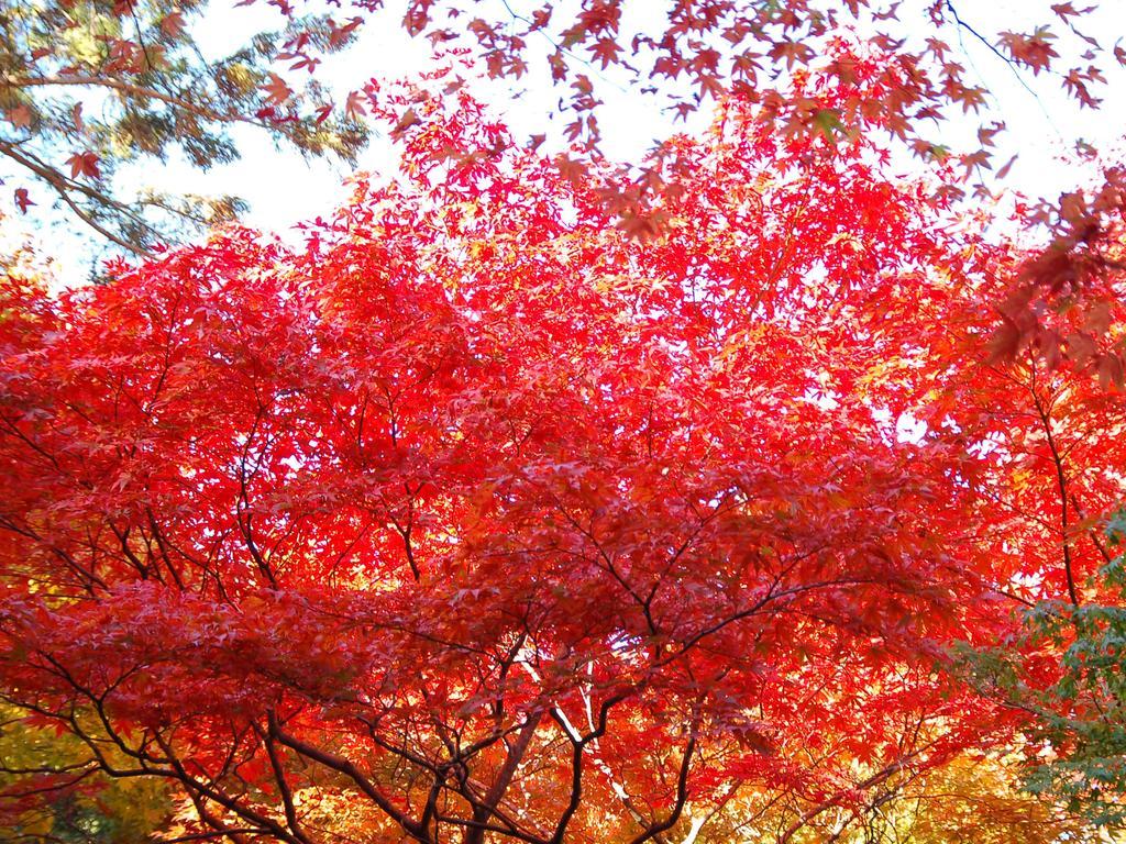 Maple Arima Hotel Kobe Exterior foto